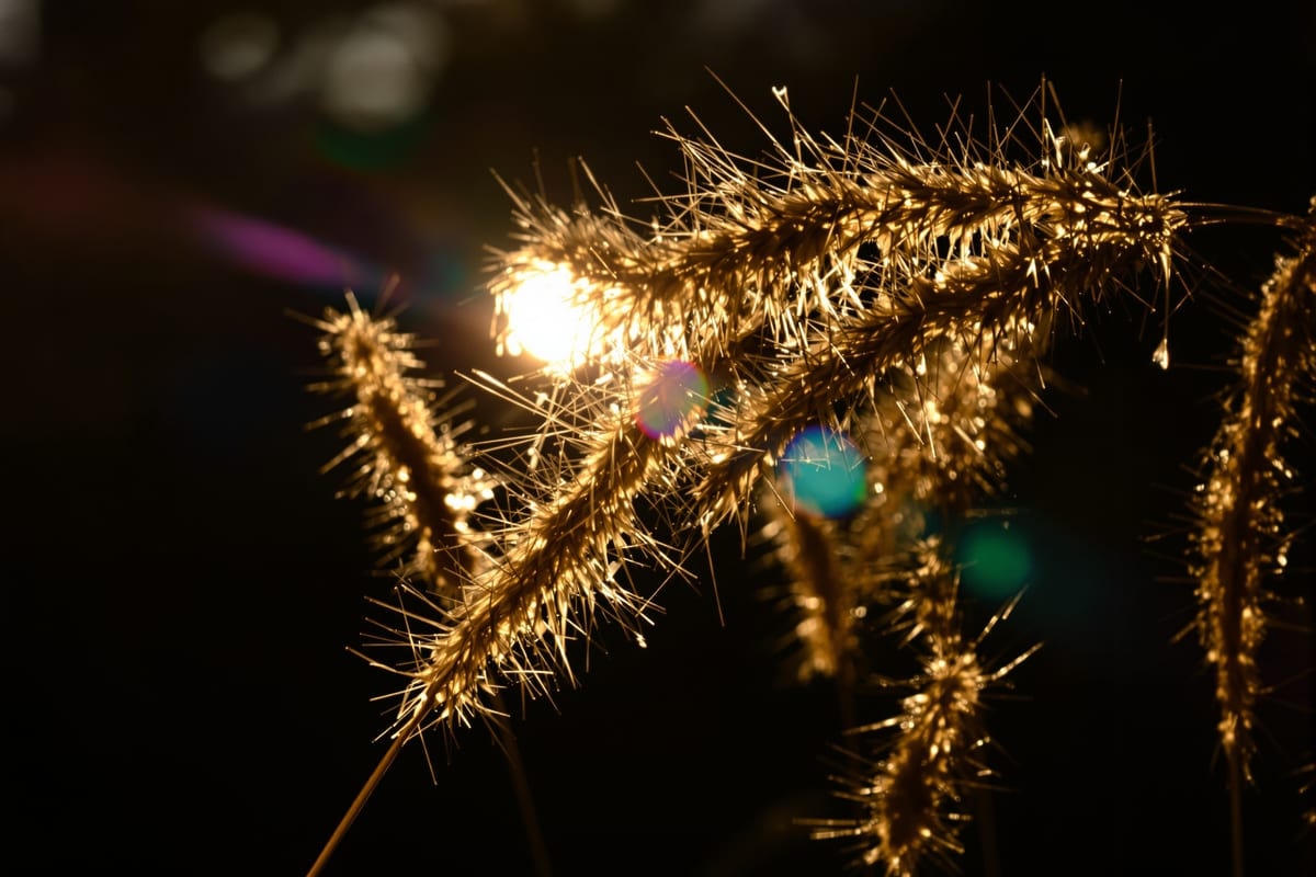 Close-up of dry foxtail grass seed heads showing the barbed awns